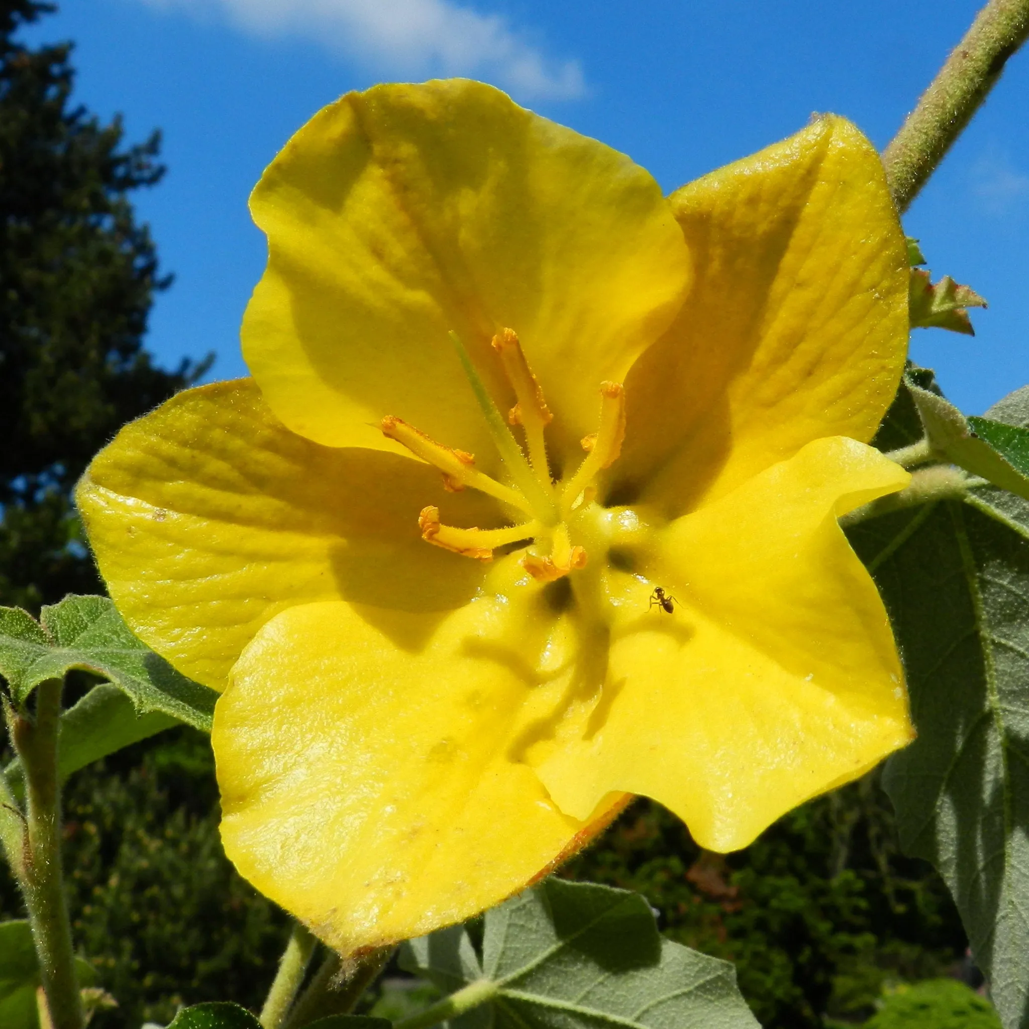 California Flannelbush Fremontodendron californicum 10 Seeds  USA Company