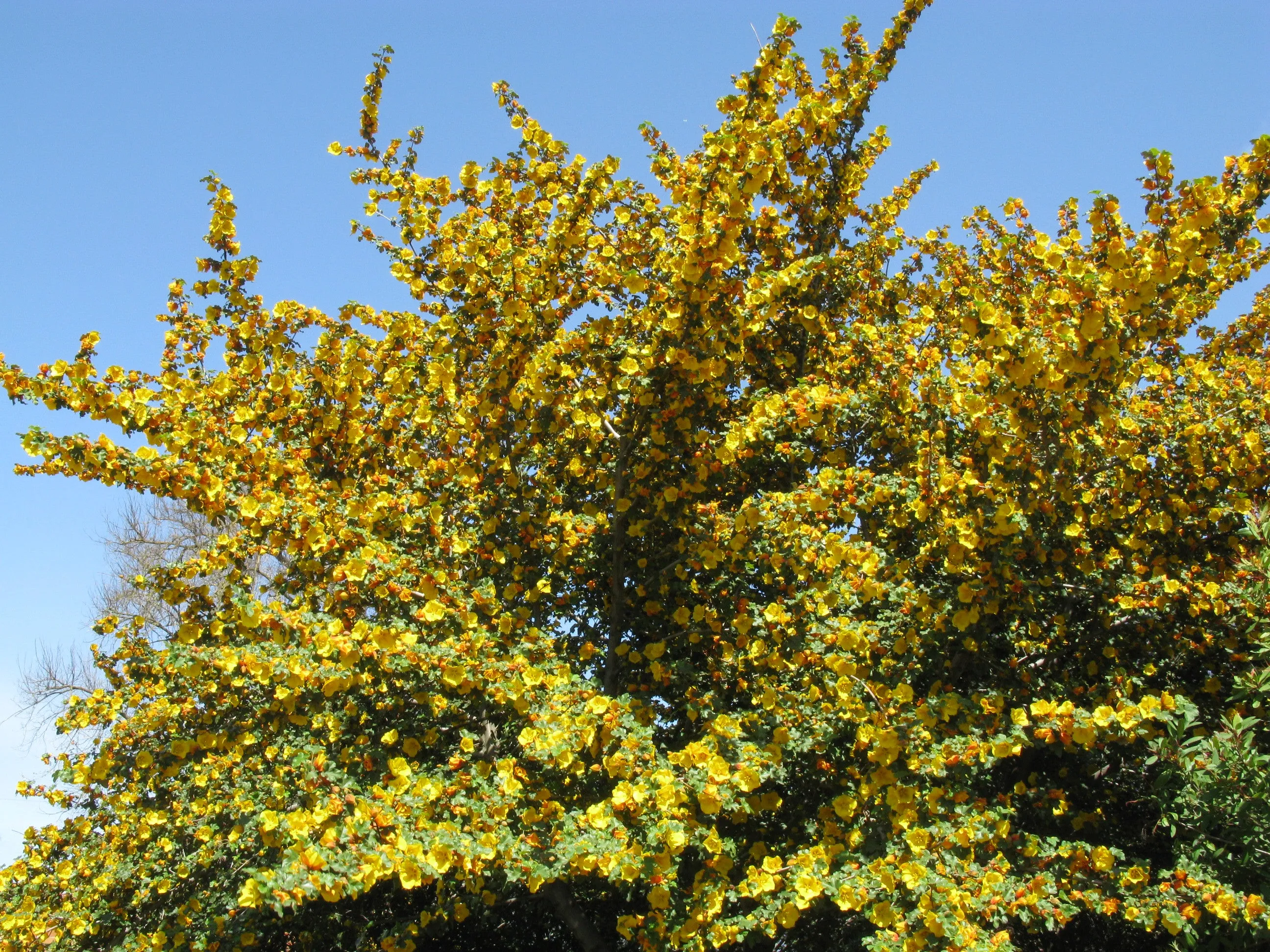 California Flannelbush Fremontodendron californicum 10 Seeds  USA Company