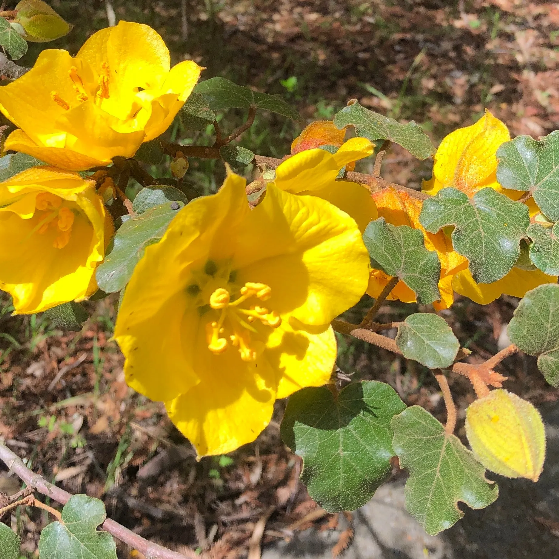 California Flannelbush Fremontodendron californicum 10 Seeds  USA Company