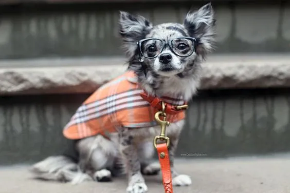 Dog Coat - Raincoat Waxed, Orange Plaid